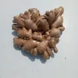Ugandan Ginger - 5