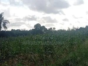 1 Acre Farmland for Sale - Gede, Watamu