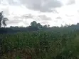 1 Acre Farmland for Sale - Gede, Watamu - 1