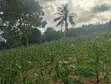 1 Acre Farmland for Sale - Gede, Watamu - 2