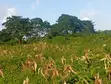 1 Acre Farmland for Sale - Gede, Watamu - 3
