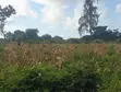 1 Acre Farmland for Sale - Gede, Watamu - 4