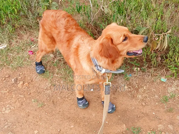 Purebred Golden Retriever - 1+ Year Male - 1