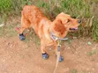 Purebred Golden Retriever - 1+ Year Male - 1