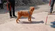 Purebred Golden Retriever - 1+ Year Male - 2