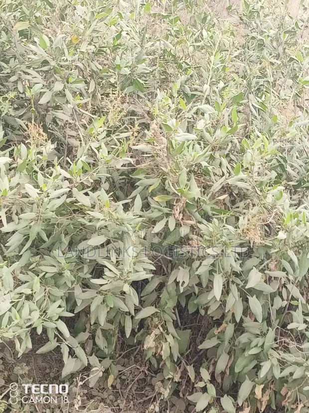 Viwanja Mua Hills: 1-5 Eka kwa Makazi - 1