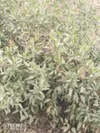 Viwanja Mua Hills: 1-5 Eka kwa Makazi - 1