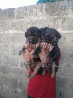 Kambuzi wa Kike wa German Shepherd Safi, Miezi 1-3