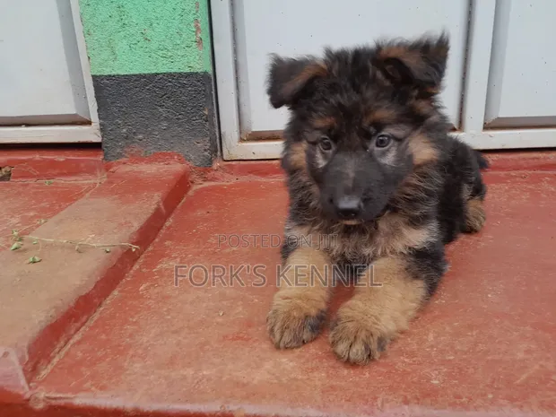 Kastrati wa Kijerumani wa Mwezi 1-3 - 1