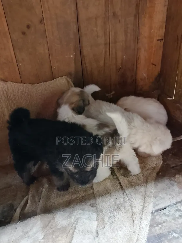 1-3 Month Old Male Purebred Havanese Puppy - 1