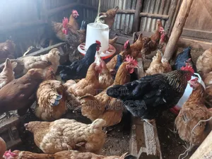 Improved Kienyeji Chickens
