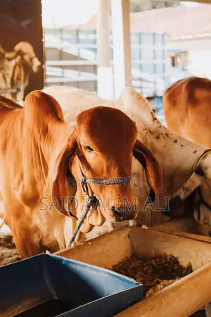Bossyfeeds Dairy Cows