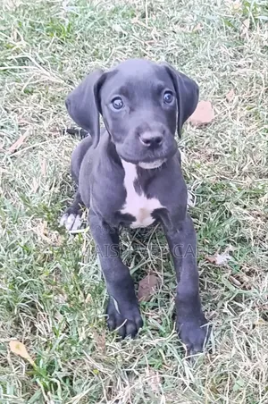 Female Purebred Great Dane Puppy, 1-3 Months