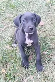 Kambeni Safi wa Kike wa Great Dane, Miezi 1-3 - 1