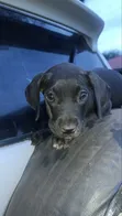 Kambeni Safi wa Kike wa Great Dane, Miezi 1-3 - 2