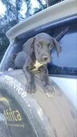 Kambeni Safi wa Kike wa Great Dane, Miezi 1-3 - 3
