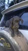 Kambeni Safi wa Kike wa Great Dane, Miezi 1-3 - 4