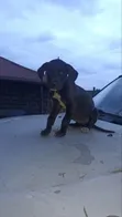 Kambeni Safi wa Kike wa Great Dane, Miezi 1-3 - 5