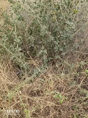 Koma Hills Area 5 Acres for Subdivision - 400m off Kangundo Road