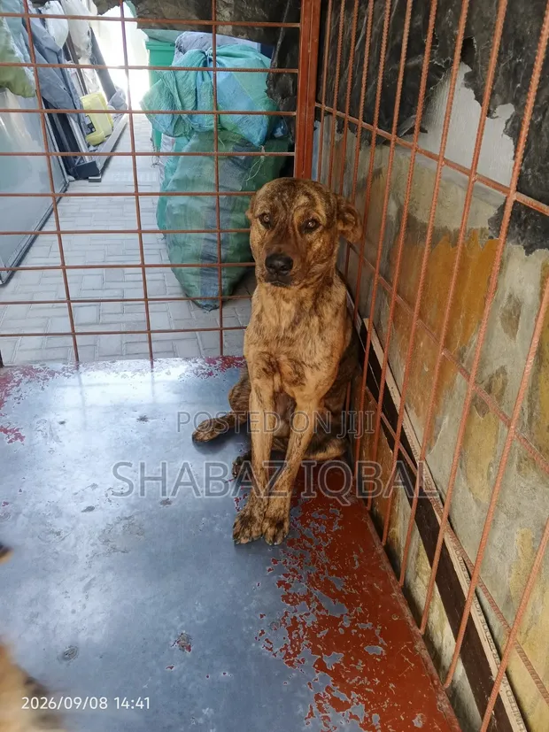 Male Rottweiler Mix, 6-12 Months - 1