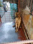 Male Rottweiler Mix, 6-12 Months - 2