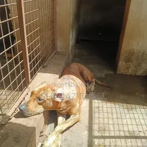 Purebred Boerboel Female, 1+ Year Old