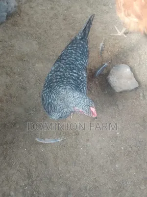 Kenbro Chickens for Sale
