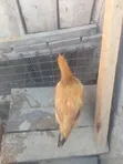 Kuku wa Kenbro Wanauzwa - 2
