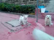 Mbwa Mzazi wa Kiume wa Maltese - Miezi 3-6 - 1
