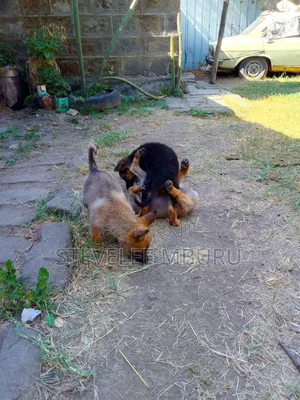 Mbwa Mchanga wa Kijerumani wa Kiume, Mwezi 1-3
