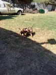 Mbwa Mchanga wa Kijerumani wa Kiume, Mwezi 1-3 - 2