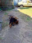 Mbwa Mchanga wa Kijerumani wa Kiume, Mwezi 1-3 - 3