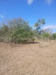 50 Acres for Sale in Malindi Boreshingwaya - 4