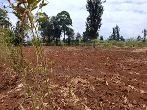 Eneo la Eka Moja Linauzwa Makuyu, Soko la Ciumbu