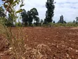 One Acre Land for Sale in Makuyu, Ciumbu Market - 2