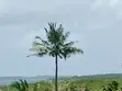 2 Acres Beachfront Land Mida Creek Watamu - 1