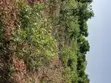 2 Acres Beachfront Land Mida Creek Watamu - 2