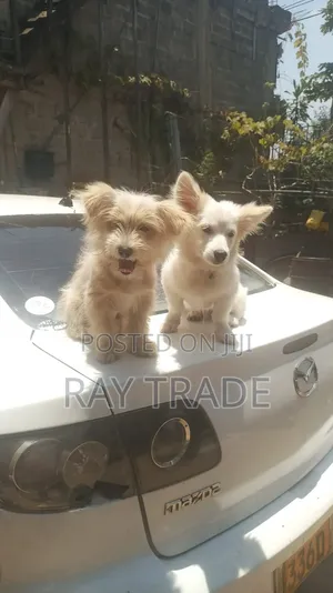 3-6 Month Male Mixed Breed Japanese Spitz