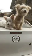 3-6 Month Male Mixed Breed Japanese Spitz - 4