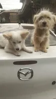 3-6 Month Male Mixed Breed Japanese Spitz - 5