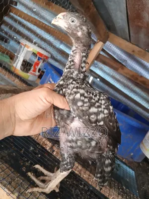 Kuchi Chickens (3 Months Old)