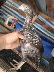 Kuchi Chickens (3 Months Old) - 1
