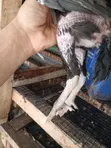 Kuchi Chickens (3 Months Old) - 2