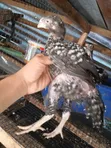 Kuchi Chickens (3 Months Old) - 3
