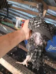 Kuchi Chickens (3 Months Old) - 4