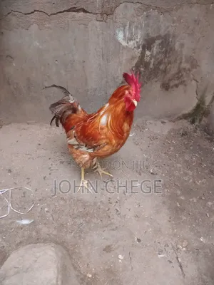 Pure Kienyeji Chicken Jogoo