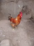Pure Kienyeji Chicken Jogoo - 1