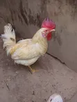 Pure Kienyeji Chicken Jogoo - 2
