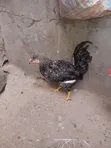 Pure Kienyeji Chicken Jogoo - 3