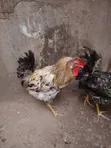 Pure Kienyeji Chicken Jogoo - 4